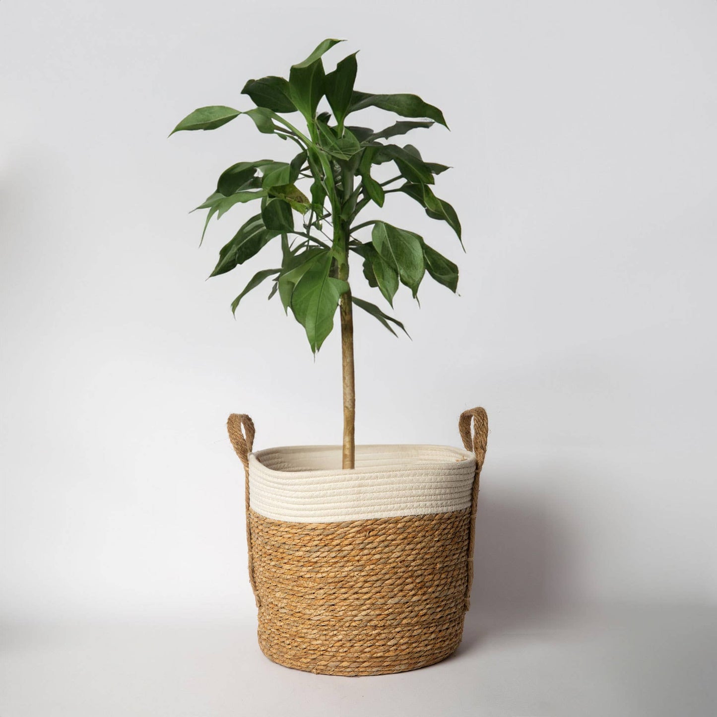 Seagrass Basket with handles