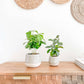 Mia Ceramic Planter