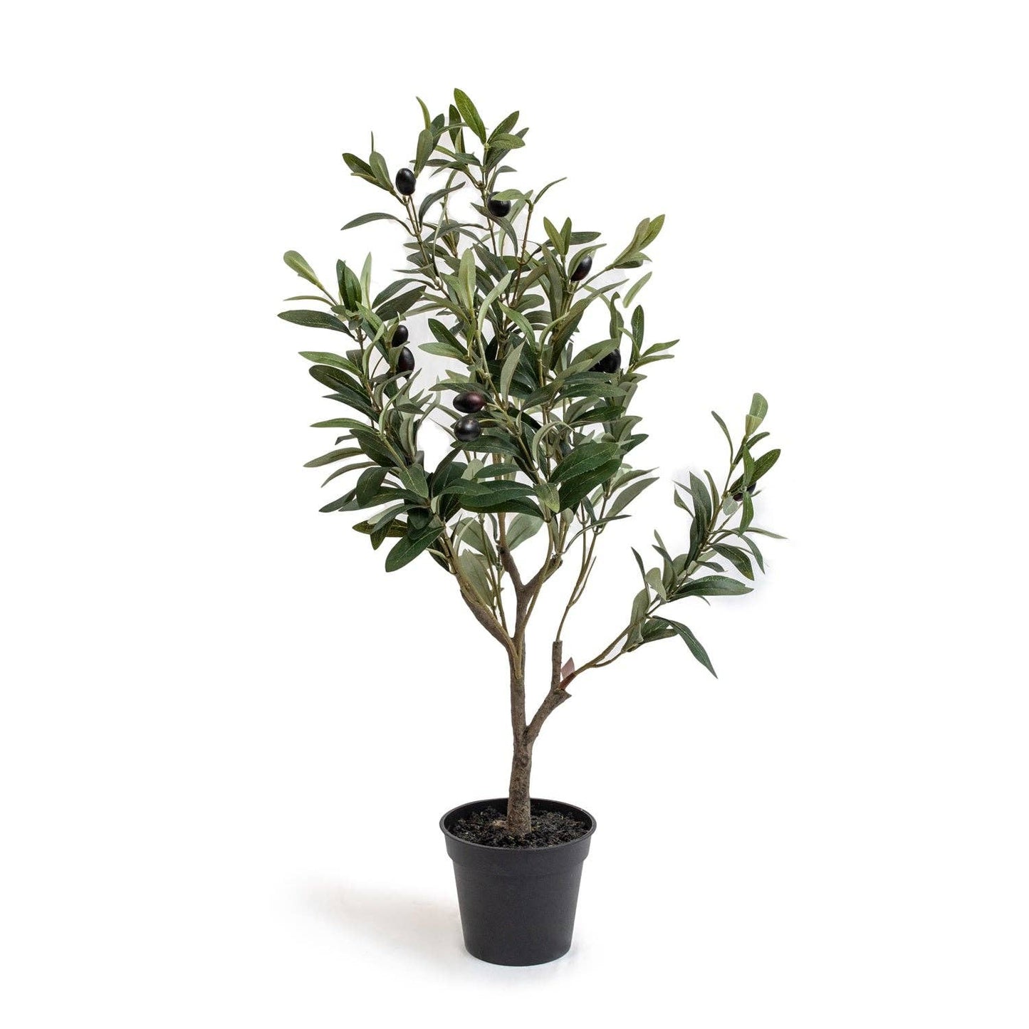 Potted Olive Tree