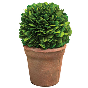 Potted Boxwood Ball, 6.5"