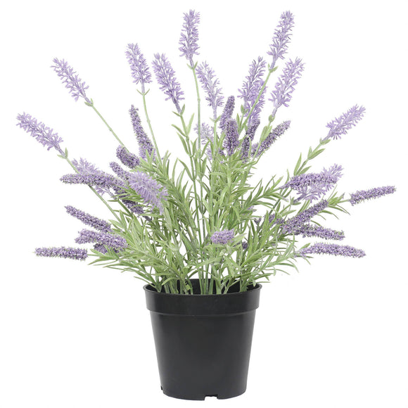 Lavender Plant 14