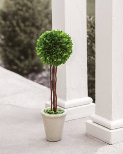 Boxwood Topiary, 20"